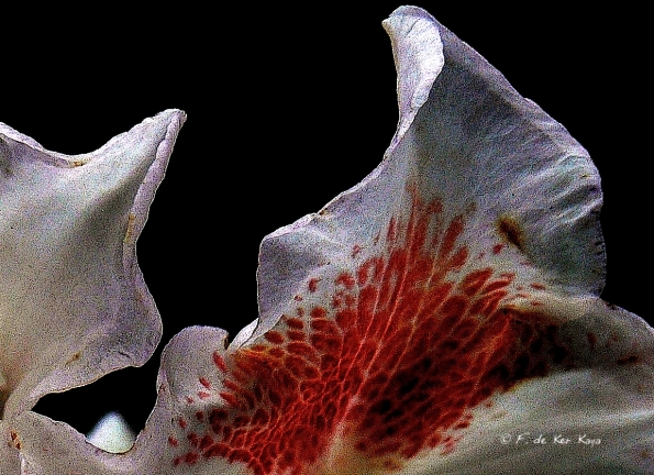 Panthère végétale